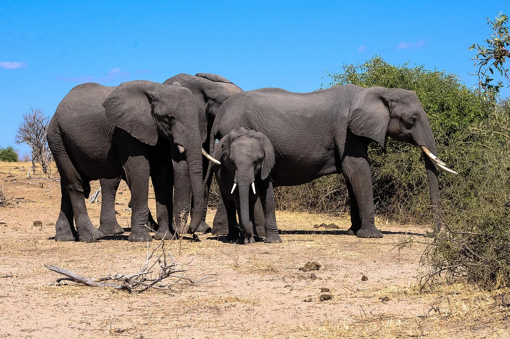 Chobe - Botswana